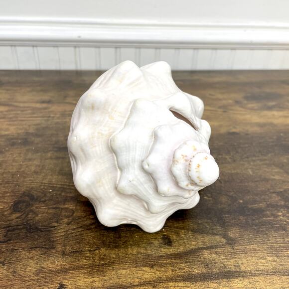Horned Conch Shell Natural Beach House Decor Cream 8.5" x 5" Seashell Ocean - Picture 10 of 16